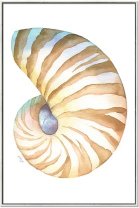 Picture of Seashell I