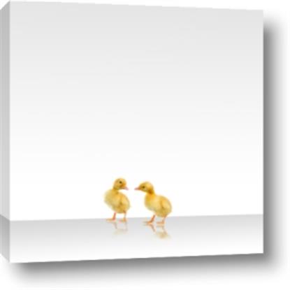 Picture of Together Ducks
