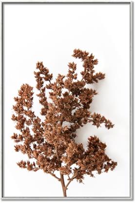 Picture of Brown Fall