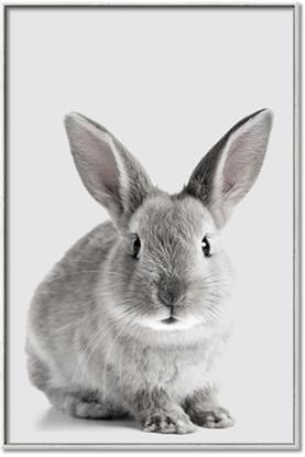 Picture of Button, the Bunny