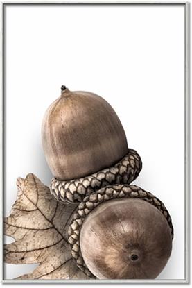Picture of Fallen Acorns