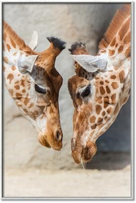 Picture of Giraffe Pals