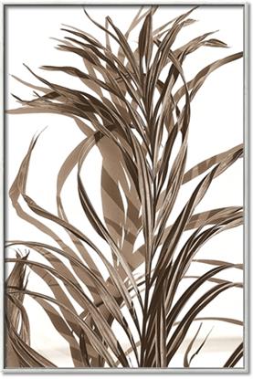 Picture of Grass