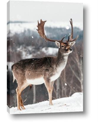 Picture of Waiting in Snow