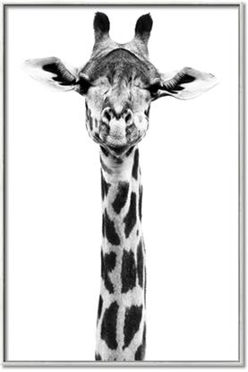 Picture of Long Neck II