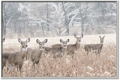 Picture of Oh Deer