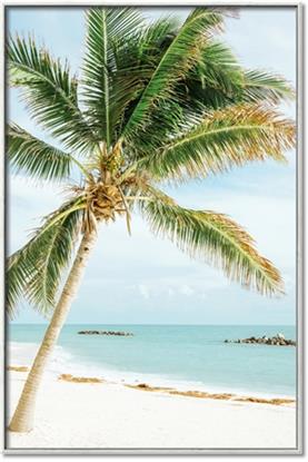 Picture of Palm Trees II