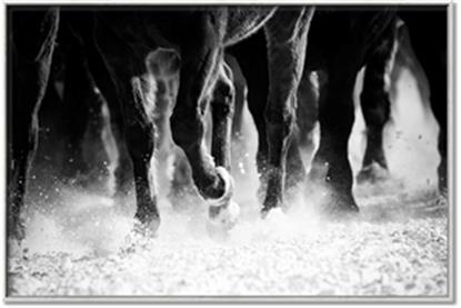 Picture of Stampede