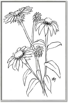 Picture of Daisy Drawing