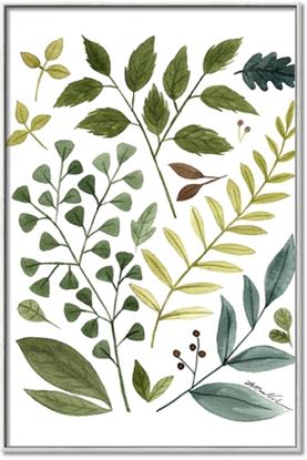 Picture of Foliage