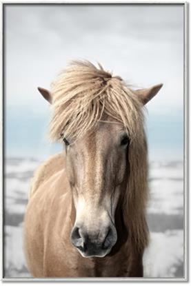 Picture of Sadie