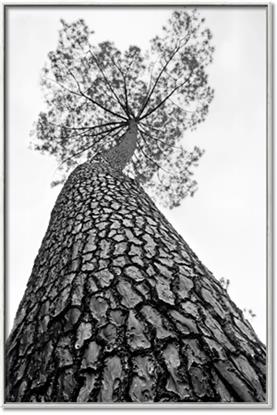 Picture of The Tree