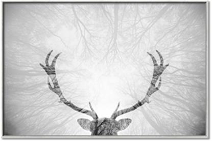 Picture of Forest King