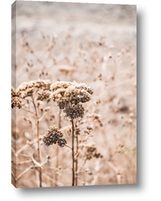 Picture of Macro Dried Florals