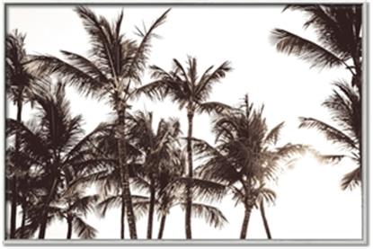 Picture of Cali Palms Sepia Collection
