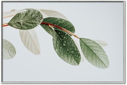 Picture of Spring Dew Leaves