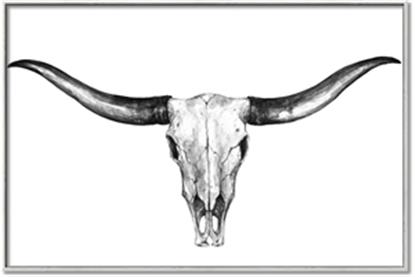 Picture of Skull