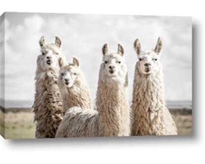 Picture of Llama Fam