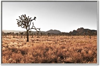 Picture of One Tree