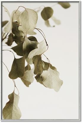Picture of Branches