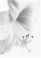 Picture of White Floral Hues _GroupedProduct_Rectangle_Portrait_Photography _GroupedProduct_Rectangle_Portrait_Unframed_Print_Only_