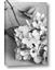 Picture of The Flowers He Gave