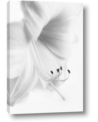 Picture of White Floral Hues