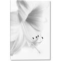 Picture of White Floral Hues _GroupedProduct_Rectangle_Portrait_Photography _GroupedProduct_Rectangle_Portrait_Canvas_