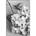 Picture of The Flowers He Gave _GroupedProduct_Rectangle_Portrait_Photography _GroupedProduct_Rectangle_Portrait_Canvas_Framed_