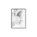Picture of White Floral Hues _GroupedProduct_Rectangle_Portrait_Photography _GroupedProduct_Rectangle_Portrait_Canvas_Framed_