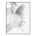 Picture of White Floral Hues _GroupedProduct_Rectangle_Portrait_Photography _GroupedProduct_Rectangle_Portrait_Canvas_Framed_