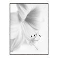Picture of White Floral Hues _GroupedProduct_Rectangle_Portrait_Photography _GroupedProduct_Rectangle_Portrait_Canvas_Framed_