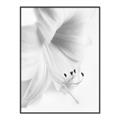 Picture of White Floral Hues _GroupedProduct_Rectangle_Portrait_Photography _GroupedProduct_Rectangle_Portrait_Canvas_Framed_