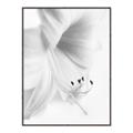 Picture of White Floral Hues _GroupedProduct_Rectangle_Portrait_Photography _GroupedProduct_Rectangle_Portrait_Canvas_Framed_