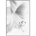 Picture of White Floral Hues _GroupedProduct_Rectangle_Portrait_Photography _GroupedProduct_Rectangle_Portrait_Canvas_Framed_