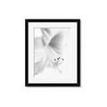 Picture of White Floral Hues _GroupedProduct_Rectangle_Portrait_Photography _GroupedProduct_Rectangle_Portrait_Framed_Matted_