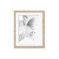 Picture of White Floral Hues _GroupedProduct_Rectangle_Portrait_Photography _GroupedProduct_Rectangle_Portrait_Framed_Matted_