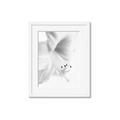 Picture of White Floral Hues _GroupedProduct_Rectangle_Portrait_Photography _GroupedProduct_Rectangle_Portrait_Framed_Matted_