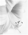 Picture of White Floral Hues _GroupedProduct_Rectangle_Portrait_Photography _GroupedProduct_Rectangle_Portrait_Unframed_Print_Only_