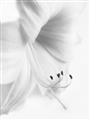 Picture of White Floral Hues _GroupedProduct_Rectangle_Portrait_Photography _GroupedProduct_Rectangle_Portrait_Unframed_Print_Only_