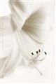 Picture of White Floral Hues _GroupedProduct_Rectangle_Portrait_Photography _GroupedProduct_Rectangle_Portrait_Unframed_Print_Only_