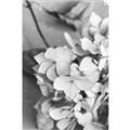 Picture of The Flowers He Gave _GroupedProduct_Rectangle_Portrait_Photography _GroupedProduct_Rectangle_Portrait_Unframed_Print_Only_