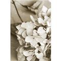 Picture of The Flowers He Gave _GroupedProduct_Rectangle_Portrait_Photography _GroupedProduct_Rectangle_Portrait_Unframed_Print_Only_