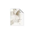 Picture of White Floral Hues _GroupedProduct_Rectangle_Portrait_Photography _GroupedProduct_Rectangle_Portrait_Unframed_Print_Only_