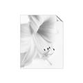 Picture of White Floral Hues _GroupedProduct_Rectangle_Portrait_Photography _GroupedProduct_Rectangle_Portrait_Unframed_Print_Only_