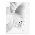 Picture of White Floral Hues _GroupedProduct_Rectangle_Portrait_Photography _GroupedProduct_Rectangle_Portrait_Unframed_Print_Only_
