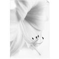 Picture of White Floral Hues _GroupedProduct_Rectangle_Portrait_Photography _GroupedProduct_Rectangle_Portrait_Unframed_Print_Only_