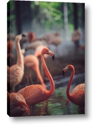 Picture of Flamingo Zen