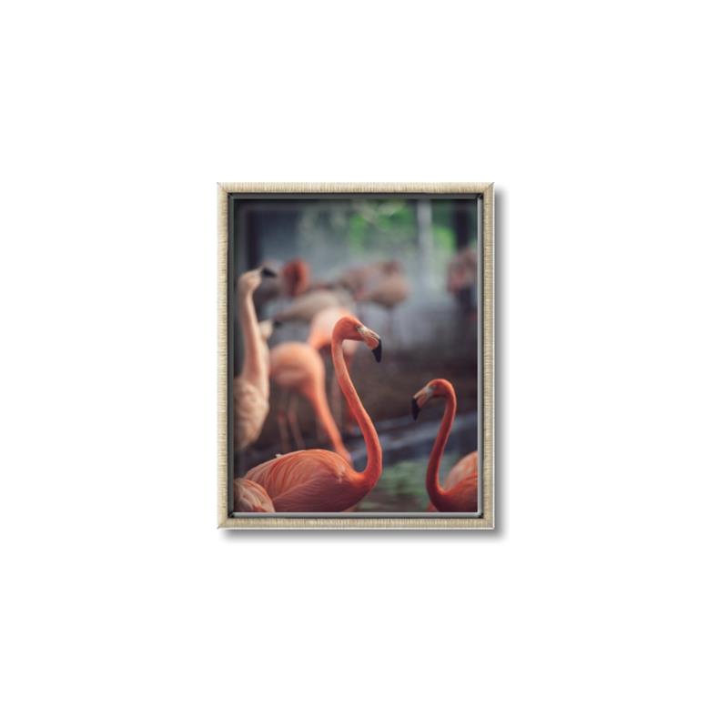 Picture of Flamingo _GroupedProduct_Rectangle_Portrait_Photography _GroupedProduct_Rectangle_Portrait_Canvas_Framed_