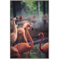 Picture of Flamingo _GroupedProduct_Rectangle_Portrait_Photography _GroupedProduct_Rectangle_Portrait_Canvas_Framed_